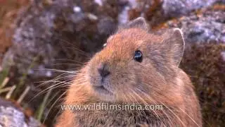 Royle's Pika, the Himalayan Pikachu!