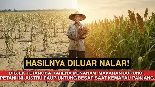 Tanah Kering Jadi Emas! Petani Ini Sukses Besar Tanam Sorgum Saat Tetangga Gagal Panen