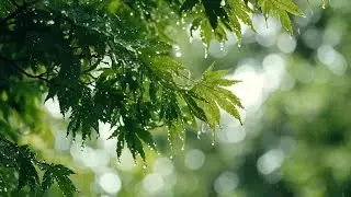 Sounds Like Sweet Milk | Soothing Music For The Nerves 🌿 Music For Heart Healing, Music For The Soul
