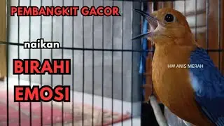 suara ANIS MERAH GACOR ini 100% ampuh merangsang bunyi naikan birahi dan emosi atasi susah bunyi