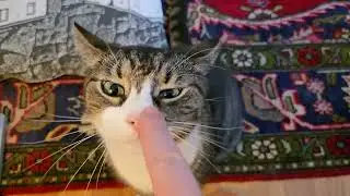 Boop the polite cat.