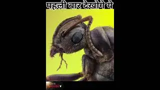 Bullet ant...#facts #viral #video #youtube #ytshorts #fact #trending #ant #anime ...#subscribe ⚜️