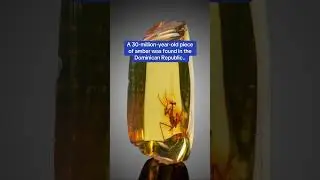 A 30-million-year-old piece of amber was found in the Dominican Republic.. #science #history #news