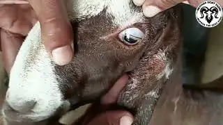 📌 What to do if goats get acidosis? &ndash; Goat Farming Expert Tips#GoatFarmingIndia