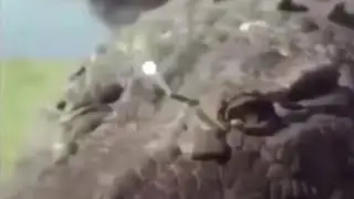 Alligator fucking blows up
