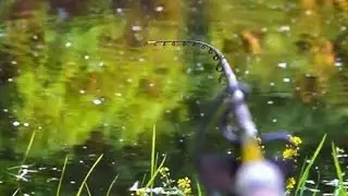 Feeder na Kolubari - Bela riba I dalje poprilicno aktivna 4K