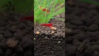 #shrimp #acuario #aquarium #aquascape #redfire #aquascapegallery #fishtank #hardscaper