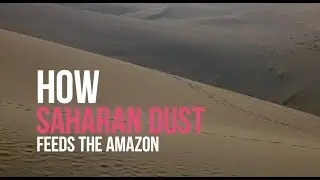 How Saharan dust feeds the Amazon
