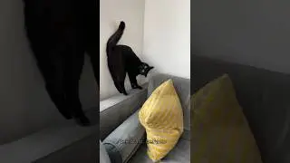 Окрас кошки влияет на её характер, правда ли? 