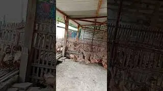 Cara Cari takaran pakan bebek pelur, Biar pas' Agar produksinya biar bisa stabil....