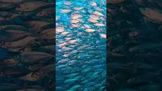 School of Fish: Witness Nature's Most Mesmerizing Underwater Ballet #shorts #fish #ocean #marinelife
