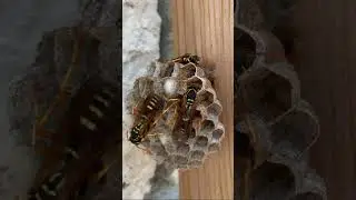 WASP Facts for Kids - Educational Shorts for Kids #educationalvideosforkids