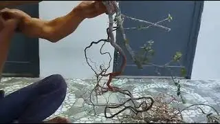 M171 gl c&acirc;y ma dương 100k LH 0707713796 Khương bonsai 