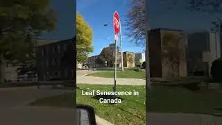 Leaf Senescence in Canada