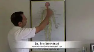 Chiropractic and The Nervous System