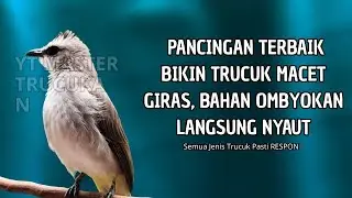 Trucukan GACOR ngalas ROPEL PANJANG suara alam AMPUH buat pancingan jadikan trucuk Gacor GARUDA