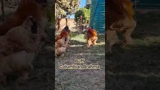 Buff Columbian Brahma Chicken