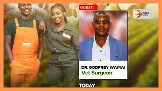 Kenya's Gold chat | Pig farming in Kenya [Part 2]