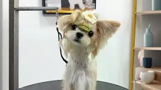 Learner dog modeling practice with Silk & Matted hair style #Yorkie #Pet Beauty Training #Dog Groom