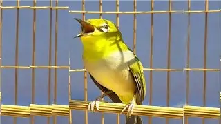 KHUYÊN MÁI  KÍCH TRỐNG NHANH LÍU SUNG NHẤT KHUYÊN MÁI - KHUYÊN LÍU CHÒE ÉP GIỌNG CỰC HẠY