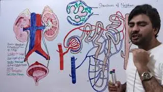 Structure of Nephron @biologywithmuhammadsajid  for FSc A-level BS and MSc Student's