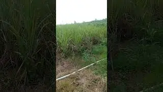 #farmersuicide​ #debtcrisis​ #loanwaiver​ #viralvideo​ #farmerdistress​#फडणवीस#congress#rurallife