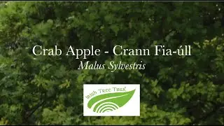 Crab Apple - Crann fia-&uacute;ll (Malus sylvestris)