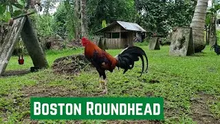 BOSTON ROUNDHEAD