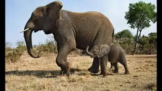 Don Williams - I believe In You - A cover of a mother's love