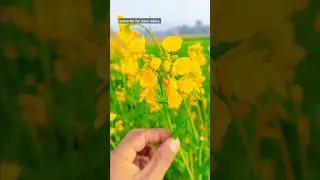 The Magic of Canola Fields |  Natures Golden Blanket
