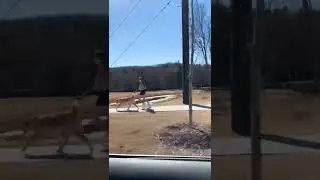 Why I don't run with my dog 😂 TikTok: theanorcross #shorts