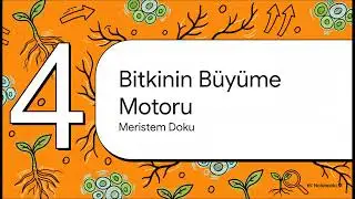 Bitki Dokularının Hikayesi 3