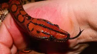 Are Rainbow Boas Friendly?🐍