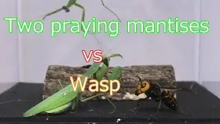 Two praying mantises vs wasp.