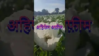 यह एक अफ़ीम का पौधा है