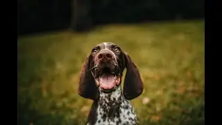 Deep Separation  Music for Dog Relaxation/ Pet Relaxation