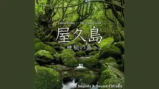 In a Yakusugi forest -the ancient cedar trees-, Yakushima, Japan