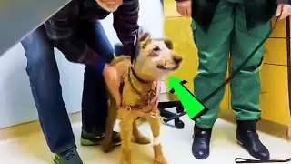 Blind Dog Got Surgery To See Again - Just Watch His Astonishing Reaction!