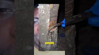 Как добывают каучук из каучукового дерева 🎄🌴 #шорты