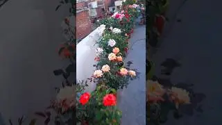 different types of roses , terrace gardening #flowers #garden #rose #nature #viralshort