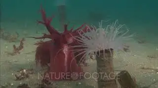 Rainbow Nudibranch Feeds On Anemone