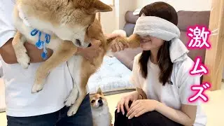 難易度マックスの飼い主検定に挑戦した結果…