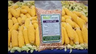 THE REALITY IN MAIZE FARMING IN GHANA