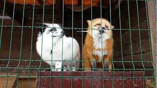 Male of common red Fox and female silver-black fox