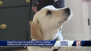 Maine boy diagnosed with Type 1 diabetes surprised with service dog donation