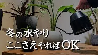 【冬の水やり】ここさえ守れば枯らさない｜100鉢以上育てる観葉植物の冬管理と注意点