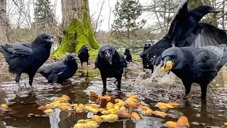 The Slow Approach Crows