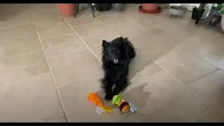 June Bark Box All About Madison the Princess #ilovemydog #germanspitz #madison #barkbox #cute #dogs