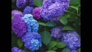 What Flower means  coldness