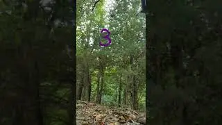 Haunted Oak Tree Spirit Clearly Reveals Women Buried There Lunar Paranormal